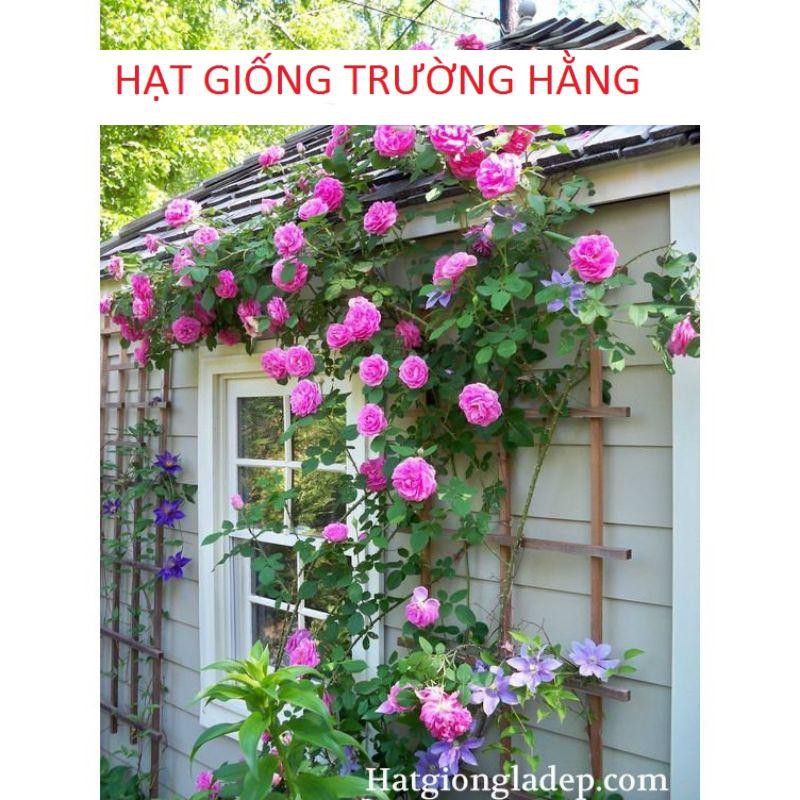 Gói Hạt Giống Hoa Hồng Leo Pháp Mix - Tặng Kèm Kích Mần và hướng dẫn gieo Gói 20 Hạt Giống Hoa Hồng Leo