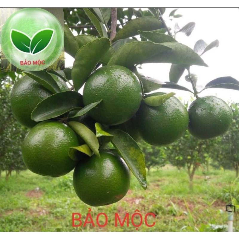 Phân bón SIÊU LỚN TRÁI CHANH  - to trái, bóng trái, nặng ký, Chuyên dùng cho cây có múi:Chanh, Bưởi, Cam, Quýt...