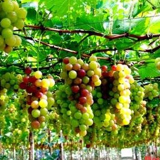 Hạt giống nho leo giàn pháp 10 hạt (TẶNG gói kích thích hỗ trợ hạt nảy mầm)