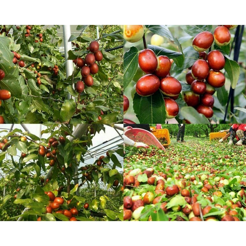 Gói gia vị sâm hầm gà Hàn Quốc