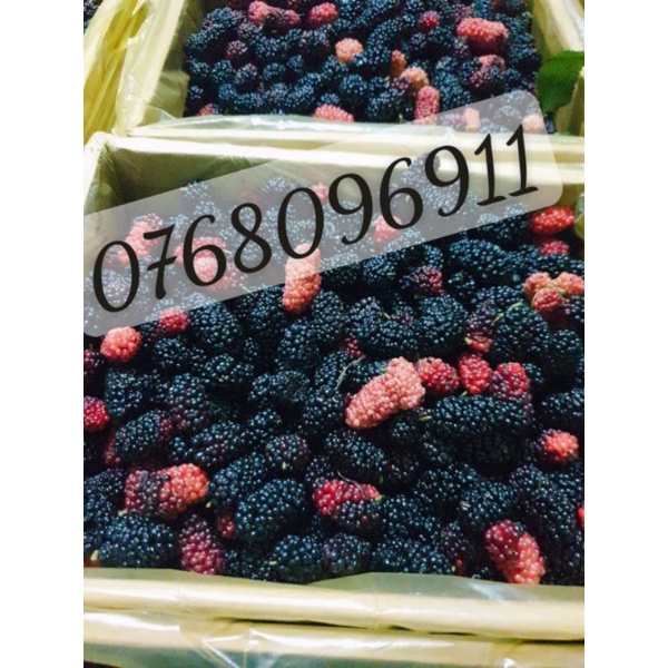 Dâu tằm tươi hộp 3kg Lâm Đồng trái to múp chín mộng đẹp