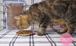 THỨC ĂN HẠT CHO MÈO CAT'S EYE 1KG