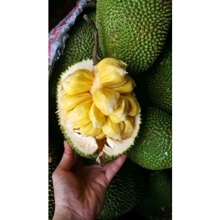 CÂY MÍT TỐ NỮ