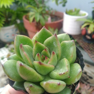Sen đá xanh cánh đỏ - Sen đá số 1