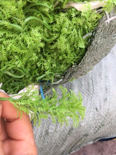 Lá hồng và cỏ điểm