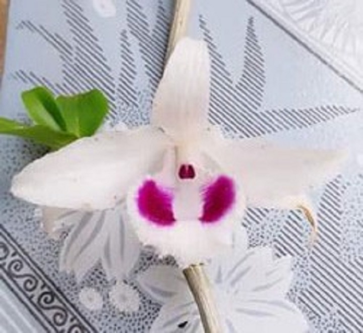 Hoa phong lan phi điệp 5ct cánh trắng phú thọ gieo hạt + Tặng 02 cây nhót ngọt