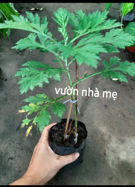 Cây ngãi cứu
