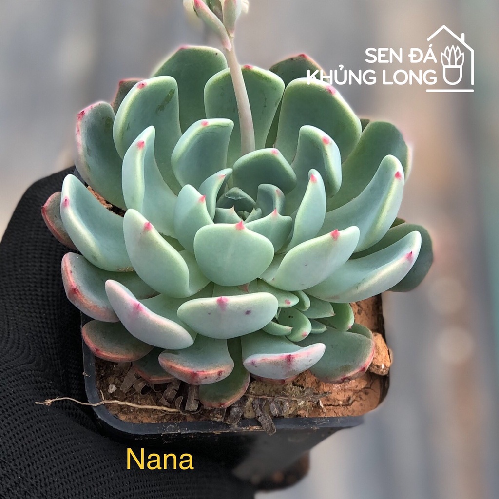 sen đá NaNa - echeveria nana hook
