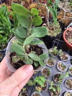 Lan giả hạc daklay ( cốc 2 thân mập ú)