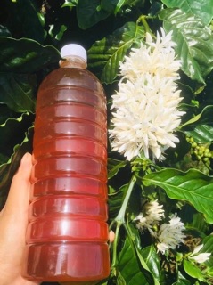 [Chính Gốc Trại Ong] Mật ong hoa cà phê Daklak