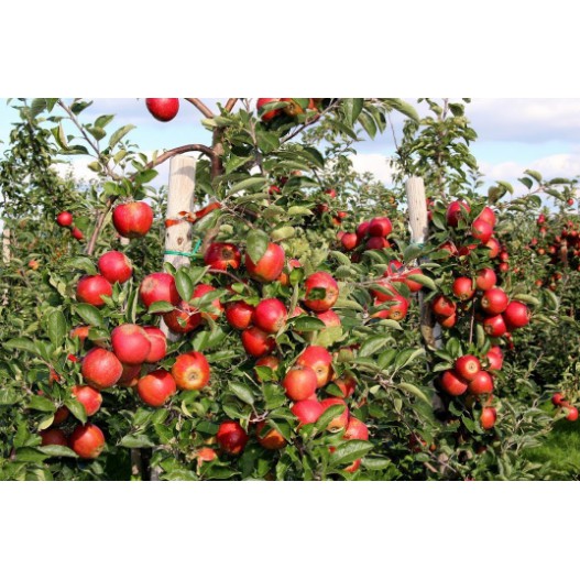 Hạt giống táo đỏ lùn 10 hạt sinh trưởng tốt,năng suất cao