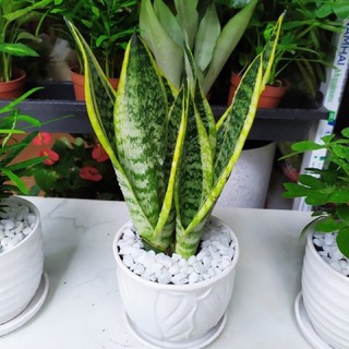 Cây lưỡi hổ trung - Size để bàn