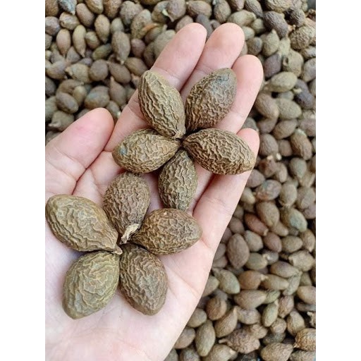 200gr HẠT ƯƠI BAY CHUẨN RỪNG/ HẠT ĐƯỜI ƯƠI