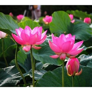 Hạt Giống Hoa Sen Ta (Sen Hồng Việt Nam) {gói 15 hạt }