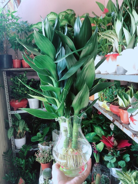 Chậu Cây Phát Tài Búp Sen