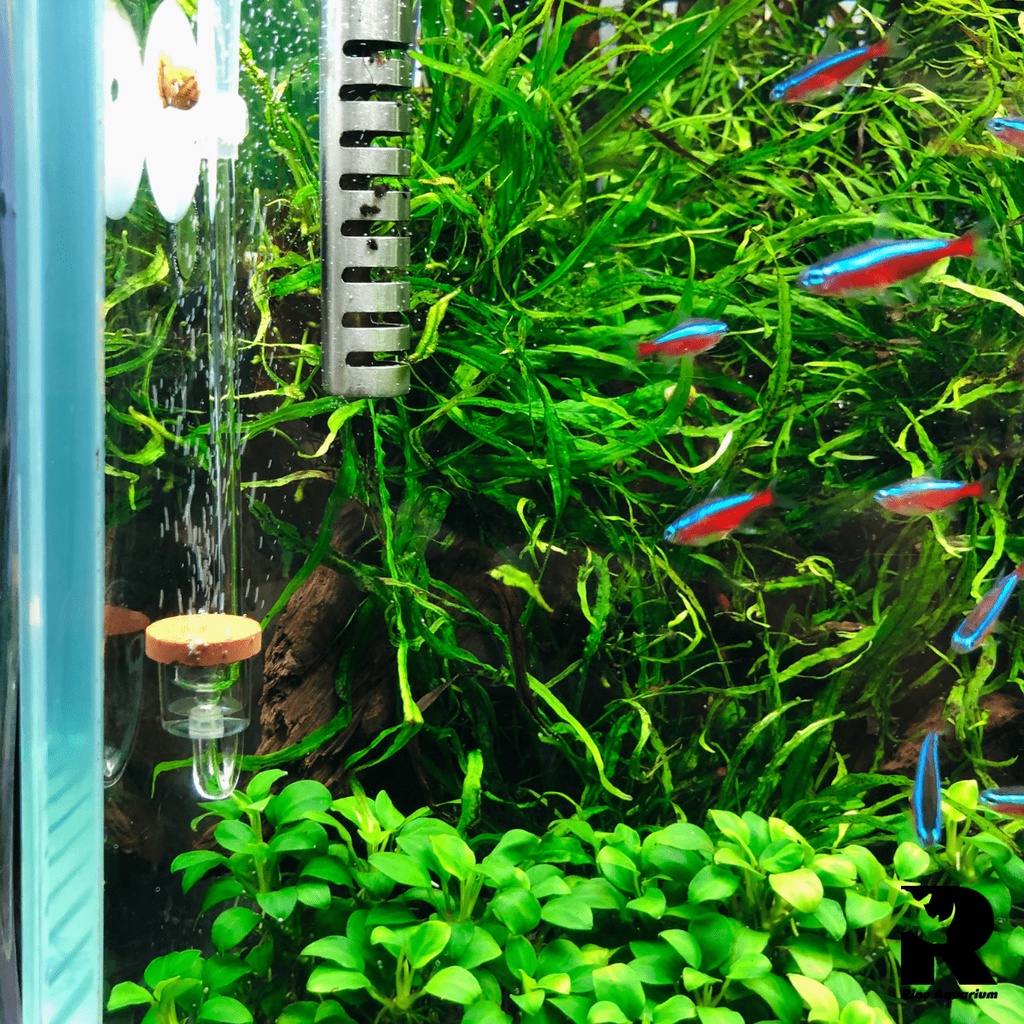 Sủi CO2 Ebi-VN Siêu Mịn Cho Hồ Cá Thủy Sinh