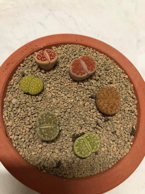[500 GRAM] Đất Nung AKADAMA - Dùng Làm Nền Bể Thủy Sinh, Chuyên Dùng Trồng Sen Đá, Bonsai và Lan