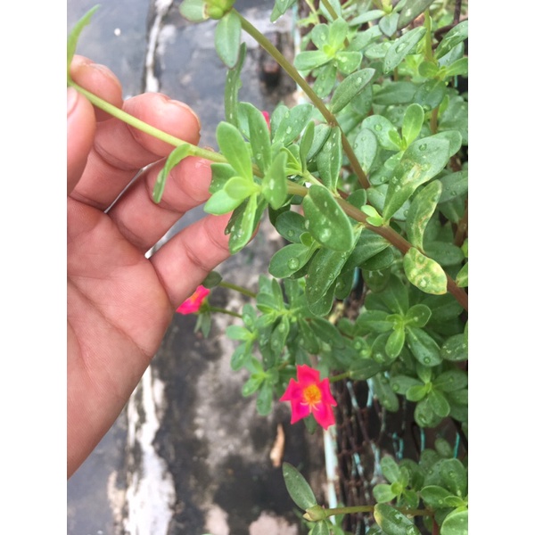 10 cành Hoa Sam Nhật  mix màu