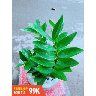 Chậu Kim Tiền Để Bàn