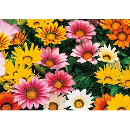 20 Hạt Giống Hoa cúc Gazania (cúc châu Mỹ)