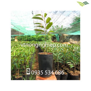 50 Chậu nhựa C20 20x15x30 trồng ươm cây