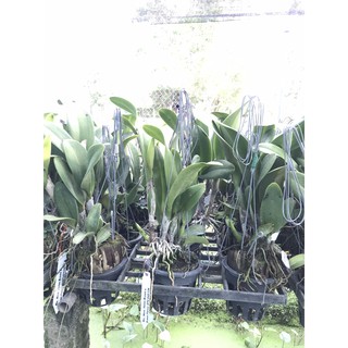 Cattleya Wangnamkeaw Delight
