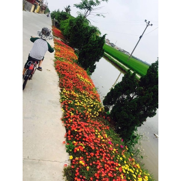 1 kg cành hoa sam đơn và sam kép