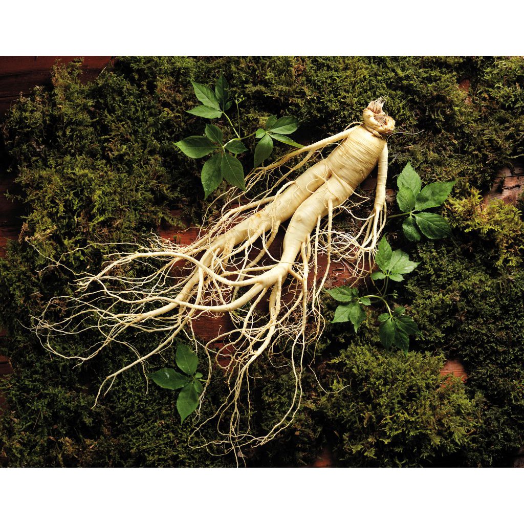 CAO HỒNG SÂM 365 6 NĂM TUỔI (1 HŨ) | BigBuy360 - bigbuy360.vn