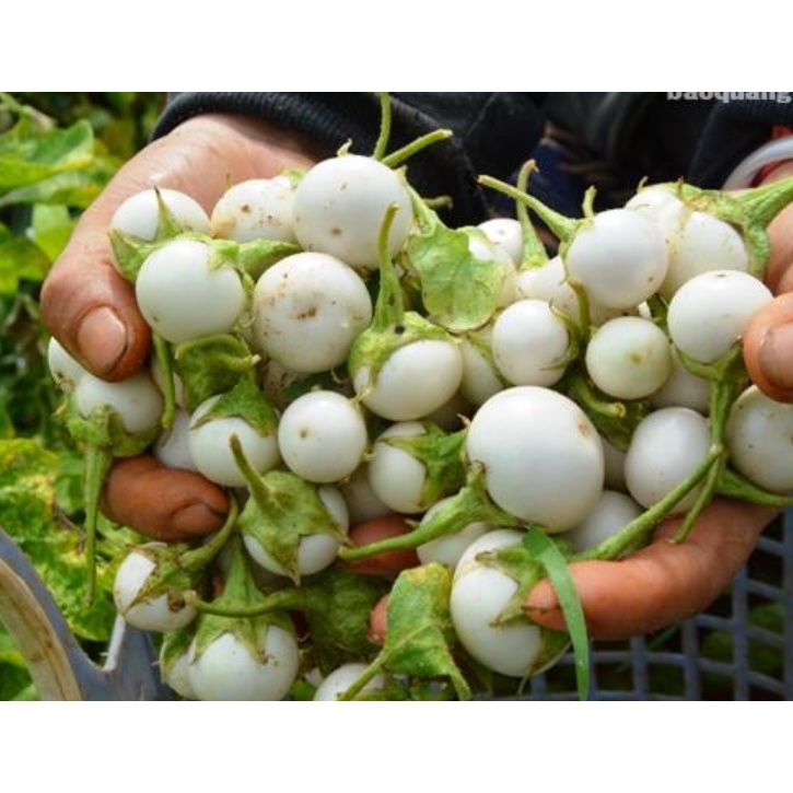 Hạt giống cà pháo trắng - rau củ quả trồng chậu, sân vườn ban công tỉ lệ nảy mầm cao 0,5g RADO72