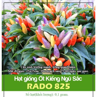 Hạt Giống Ớt Ngũ Sắc - Ớt Kiểng Nhiều Màu, Sai Trái, Quả Ăn Được, Kháng Bệnh Tốt