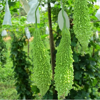 [GIÁ GỐC] Hạt giống khổ qua gai xanh - 2 gram