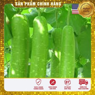 10 hạt giống bầu sao ngắn usa