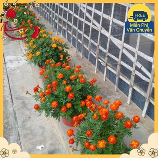 Hạt Giống Hoa Cúc Vạn Thọ Pháp