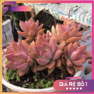 sen đá đỏ, sen đá Đà Lạt