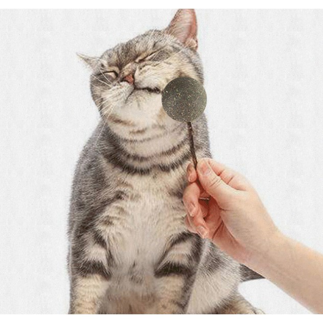 (Sẵn) Cỏ bạc hà catnip dạng viên nén kẹo mút siêu thơm ngon cho mèo