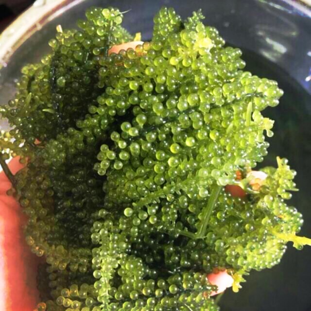 RONG NHO TÁCH NƯỚC - gói 100gr