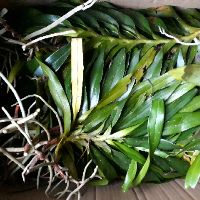 Quế tháng 4 (tam bảo sắc)