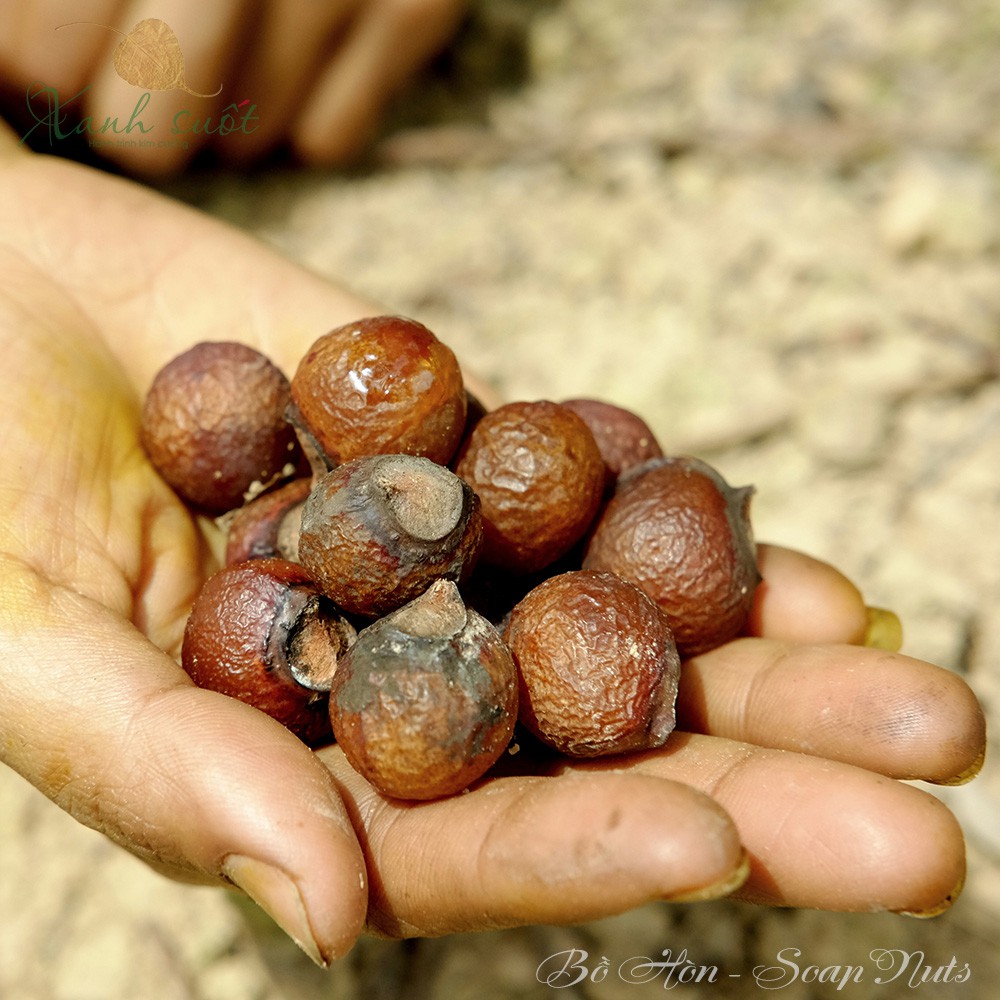 [Vietherb] Quả Giặt Bồ Hòn Tách Hạt 1KG - Eco'Nut  Soap Nuts-Clean Without Chemicals [Xanh Suốt]