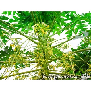 Combo 2 cây đu đủ đực giống