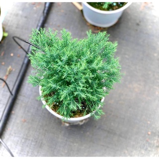 Tùng bồng lai ( ảnh thật số 3)