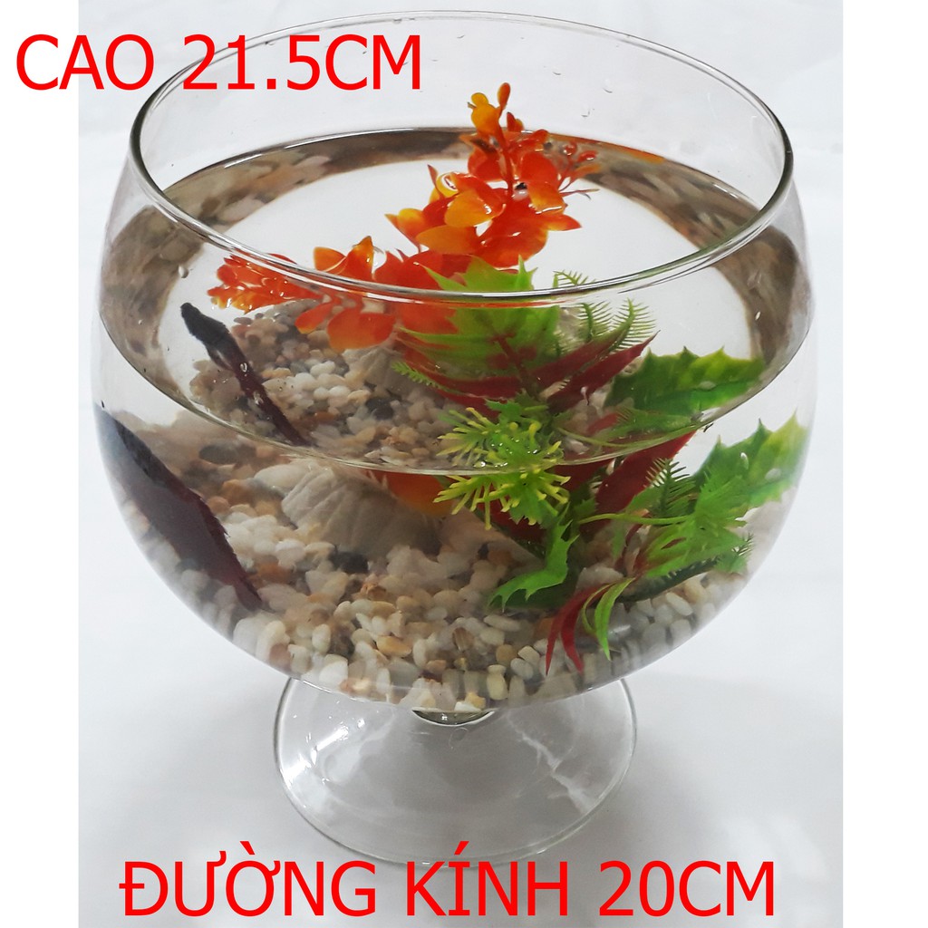 Bể Cá Ly Vừa LC2 21.5x20CM - Hồ Cá Để Bàn - Chậu Cá Thủy Tinh [LC2]