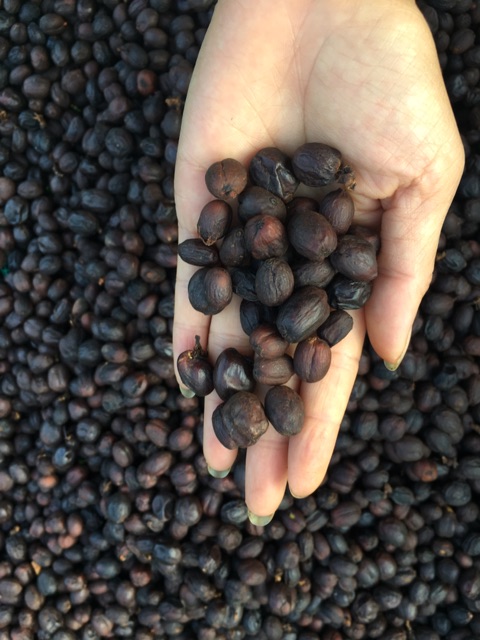 Cà phê hạt nhân xanh chưa rang arabica Sơn La natural 1 kg