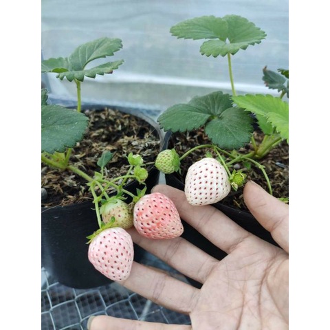 Dâu tây  Bạch Tuyết  cây dâu giống đẹp