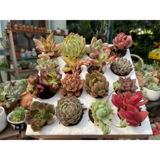 Combo 16 cây sen đá siêu đẹp