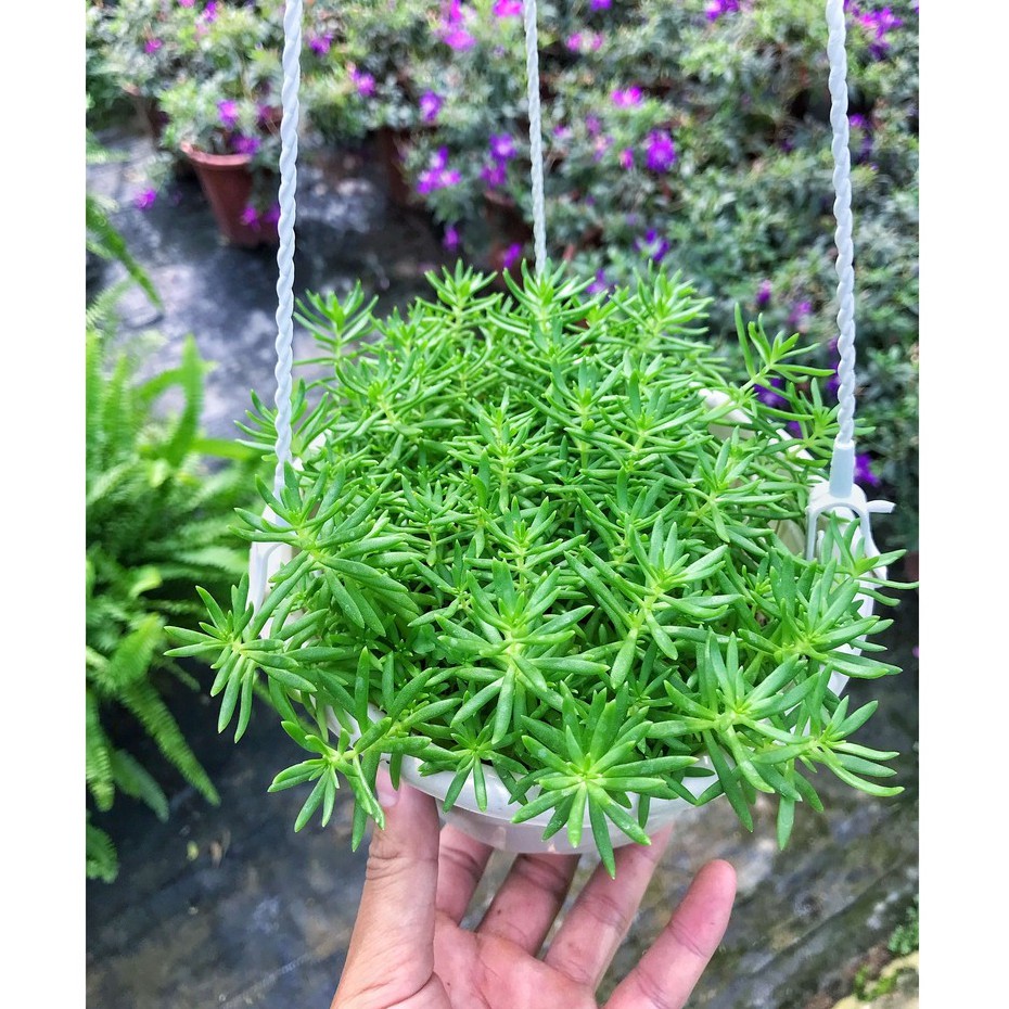 Cây Sao Băng Trồng Chậu Trắng Cành Lá Xum Xuê To Đẹp Cây Khoẻ Dễ Chăm Sóc Trang Trí Ban Công