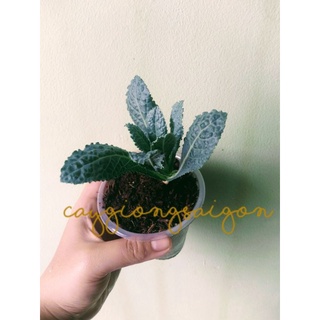 Cây Cải Kale Khủng Long Xanh