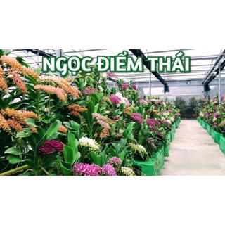 HOA LAN NGỌC ĐIỂM CÂY GIỐNG