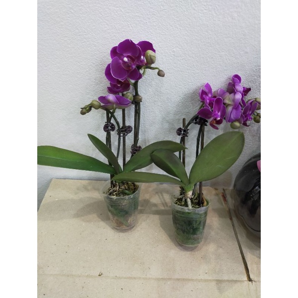 Combo 5 cây lan hồ điệp đang hoa và nụ