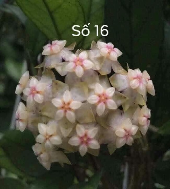 Lan Cẩm Cù