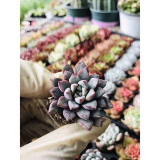 Sen đá vỉ size 3-5cm